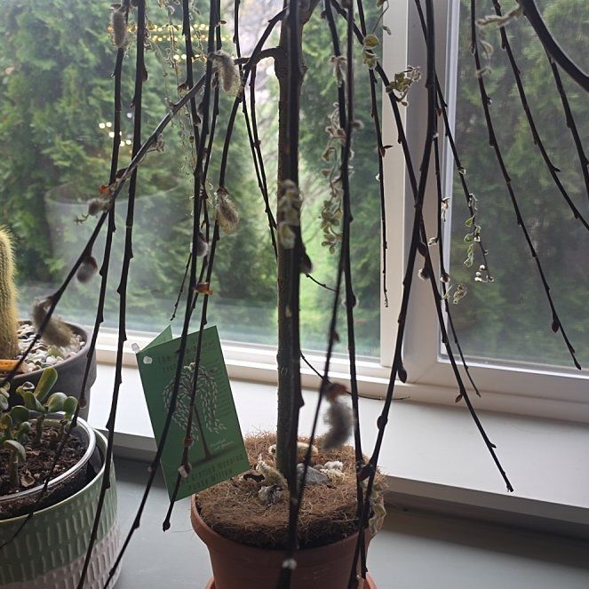 Photo of the plant species Weeping Pussy Willow by @GabbiGrows named Delilah on Greg, the plant care app