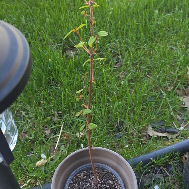 Photo of the plant species Katsura by @GabbiGrows named Coco on Greg, the plant care app