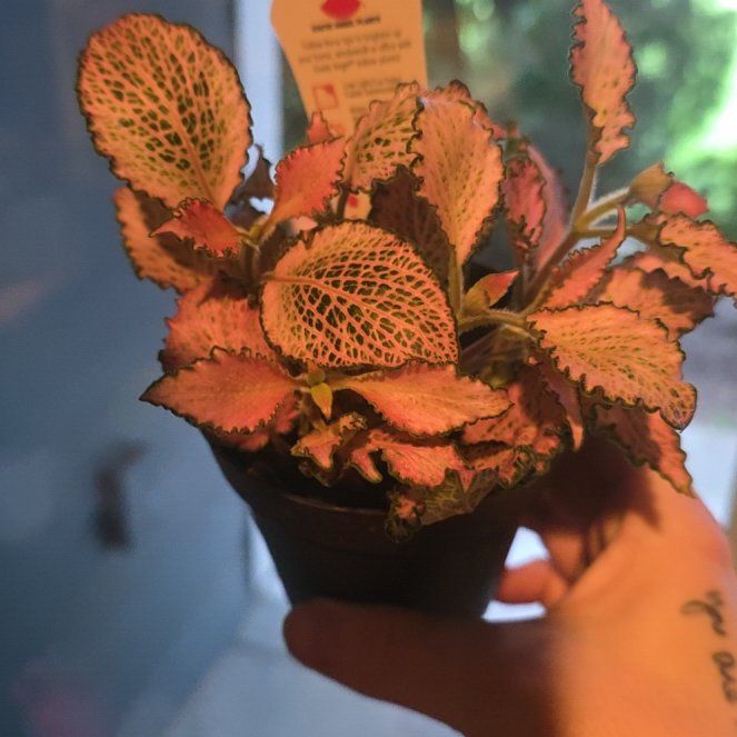 Photo of the plant species 'Ruby Red' Nerve Plant by @GabbiGrows named LiloStitch on Greg, the plant care app