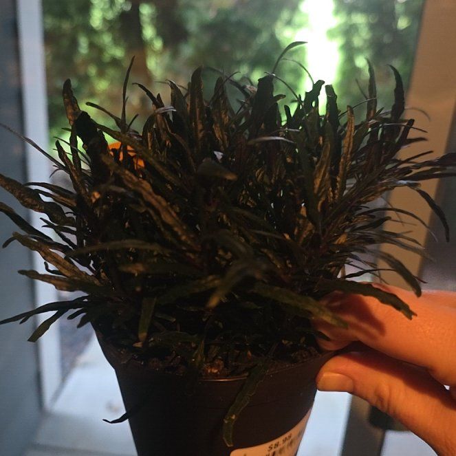Photo of the plant species Dragon Tongue Bush Bean by @GabbiGrows named Naomi on Greg, the plant care app