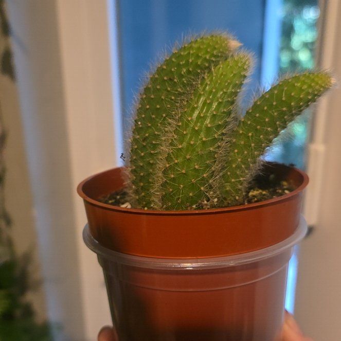 Photo of the plant species Monkey Tail Cactus by @GabbiGrows named Sage on Greg, the plant care app