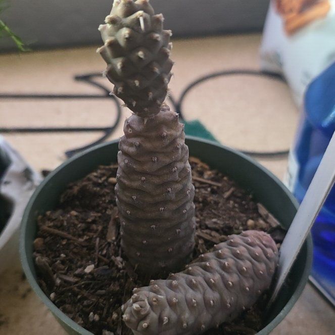 Photo of the plant species Tephrocactus Articulatus by @GabbiGrows named Leo on Greg, the plant care app