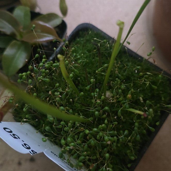 Photo of the plant species Sweet Pitcher Plant by @GabbiGrows named Ulysses S Plant on Greg, the plant care app