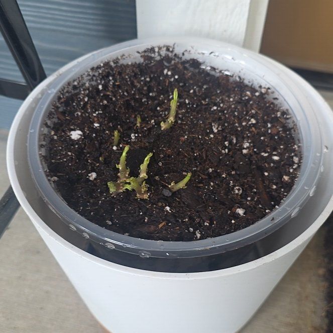 Photo of the plant species Potatoe by @GabbiGrows named Poe on Greg, the plant care app