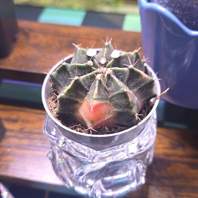 Photo of the plant species Moon Cactus by @GabbiGrows named Pinky on Greg, the plant care app