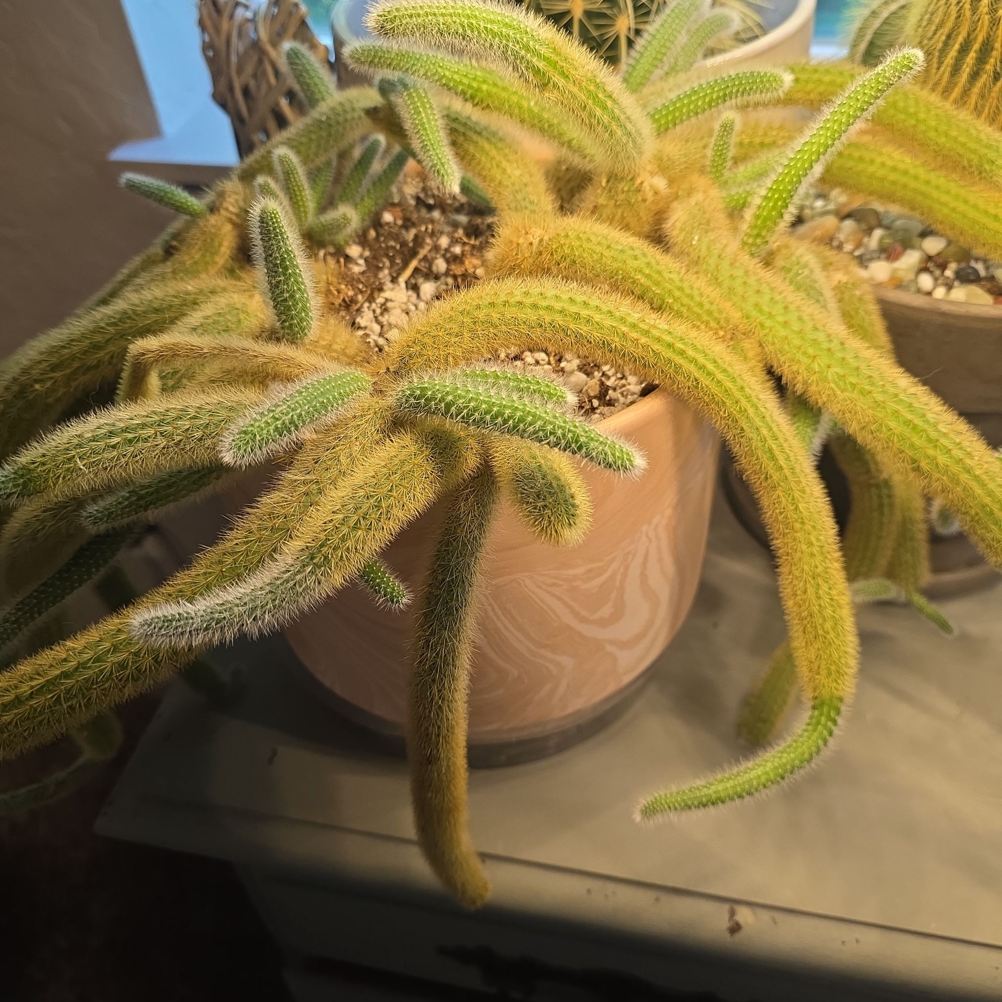 Photo of the plant species Rat Tail by @GabbiGrows named Elle on Greg, the plant care app