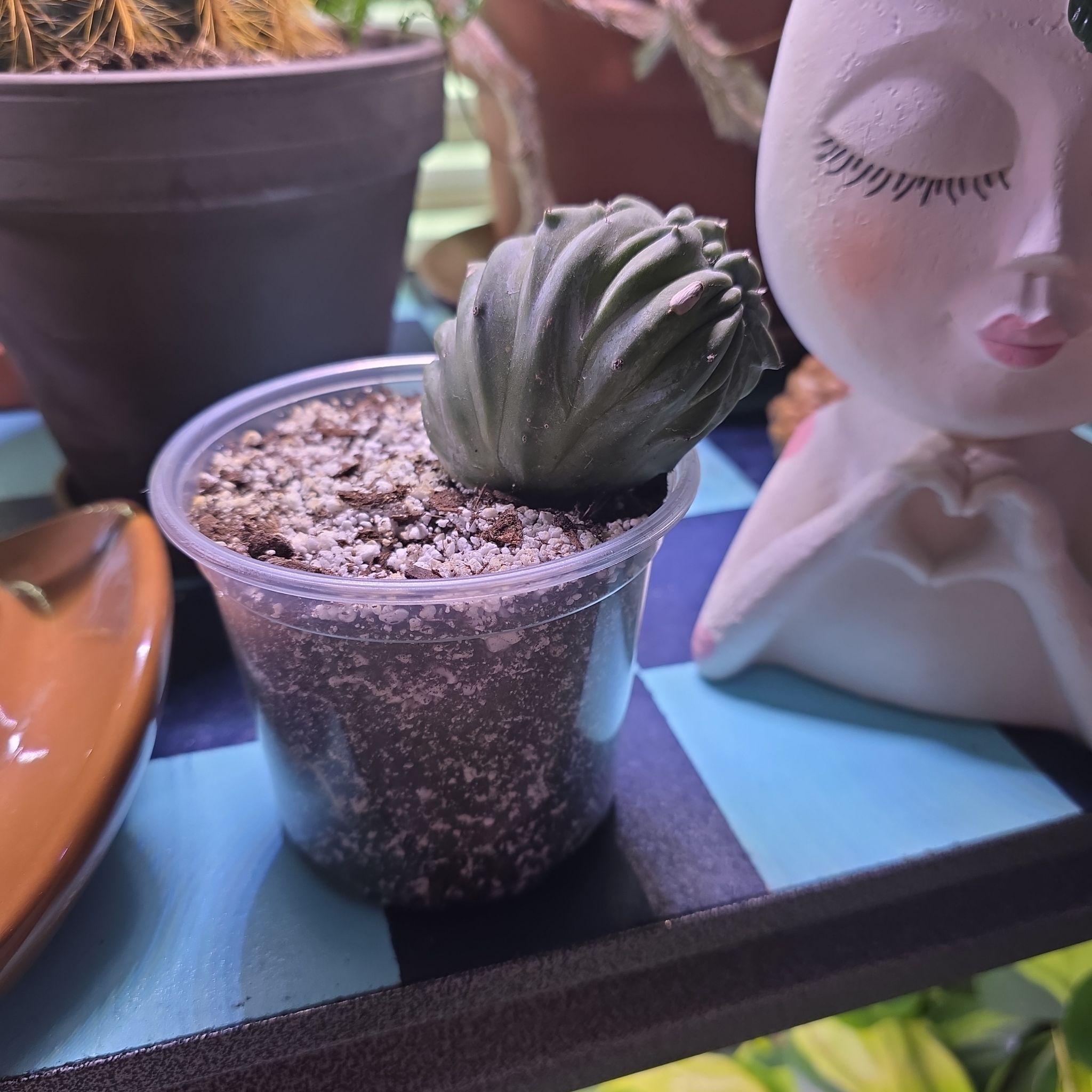 Photo of the plant species Crested Monstrose San Pedro Cactus by @GabbiGrows named Wall-E on Greg, the plant care app