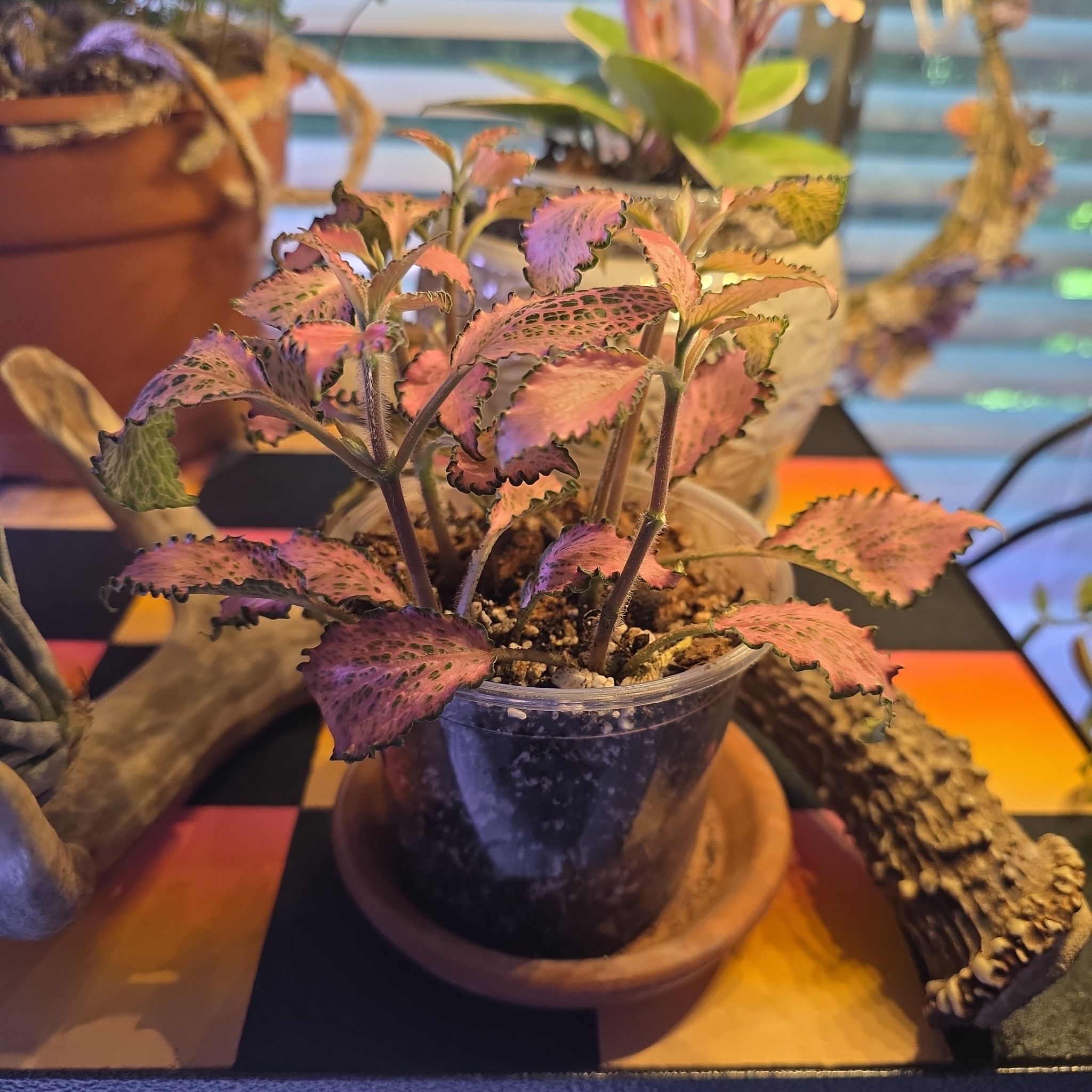Photo of the plant species 'Ruby Red' Nerve Plant by @GabbiGrows named LiloStitch on Greg, the plant care app