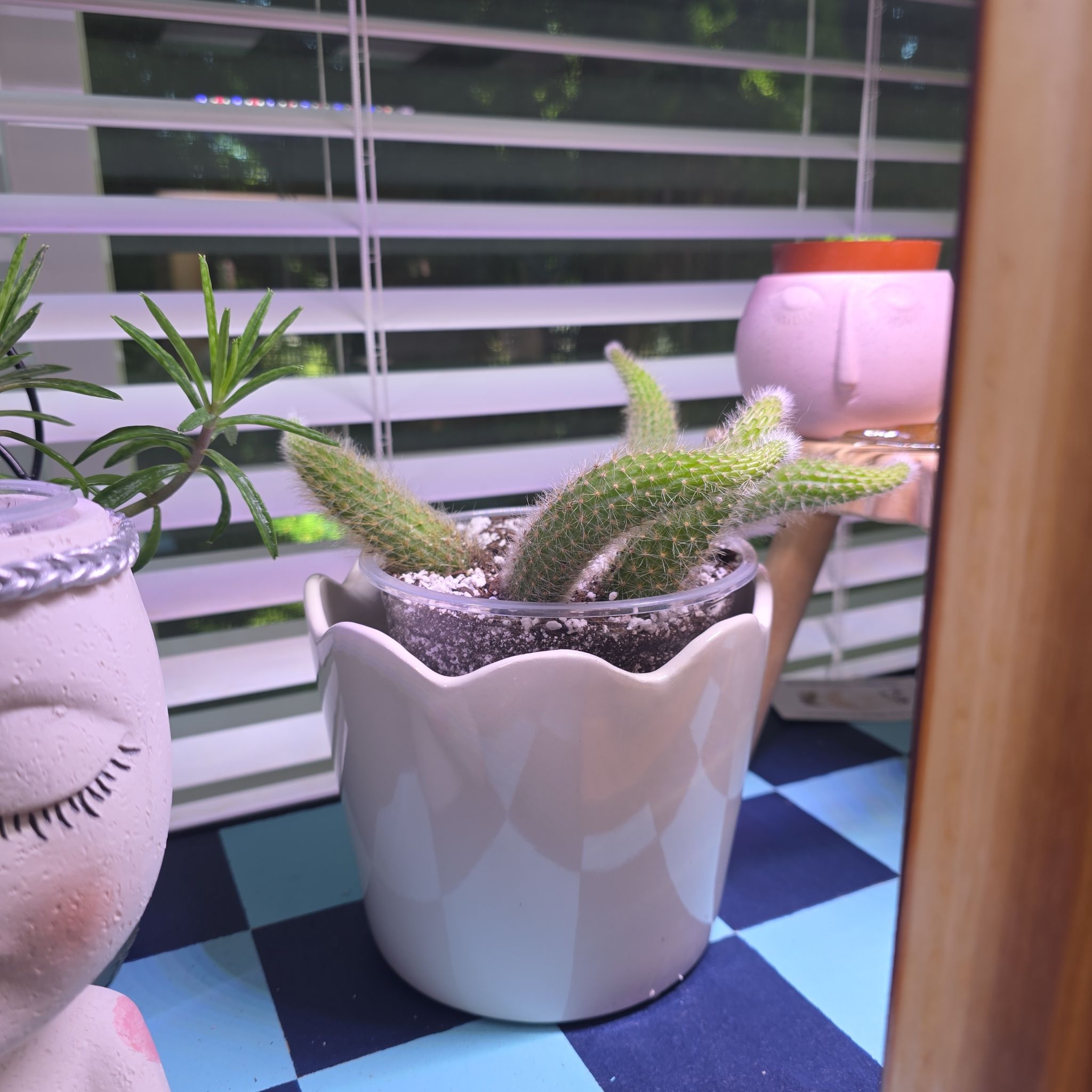 Photo of the plant species Monkey Tail Cactus by @GabbiGrows named Sage on Greg, the plant care app