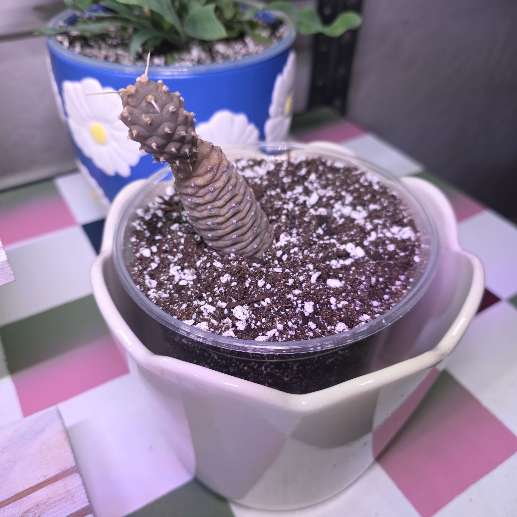Photo of the plant species Pine Cone Cactus by @GabbiGrows named Leo on Greg, the plant care app
