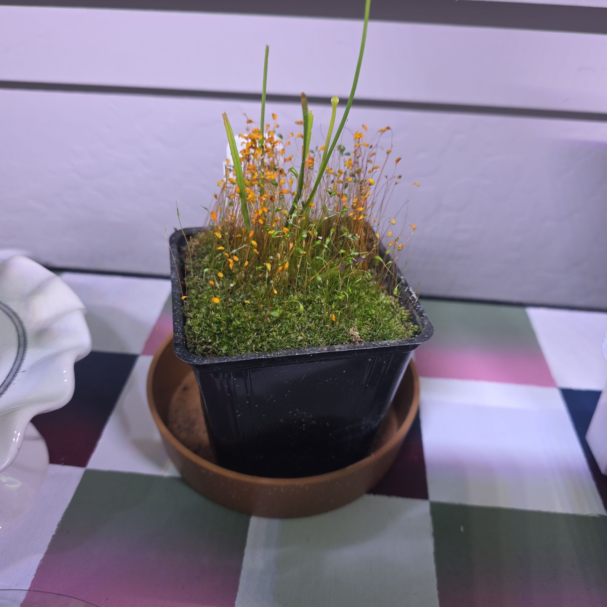 Photo of the plant species Sweet Pitcher Plant by @GabbiGrows named Ulysses S Plant on Greg, the plant care app