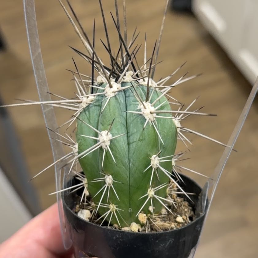 Photo of the plant species Organ Pipe Cactus by @WhizClusia23 named Elle on Greg, the plant care app