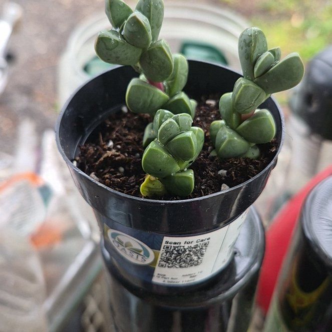 Photo of the plant species Ice Plant by @SmartWychelm33 named Vanilla Ice on Greg, the plant care app