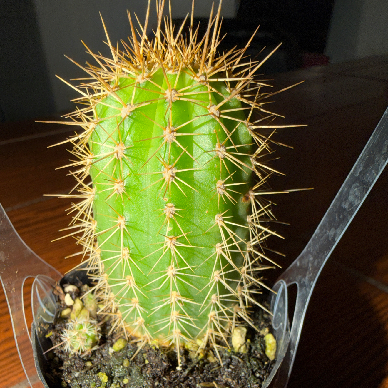 Photo of the plant species Echinopsis 'Huascha' by @FabLilacmist23 named Leonardo on Greg, the plant care app