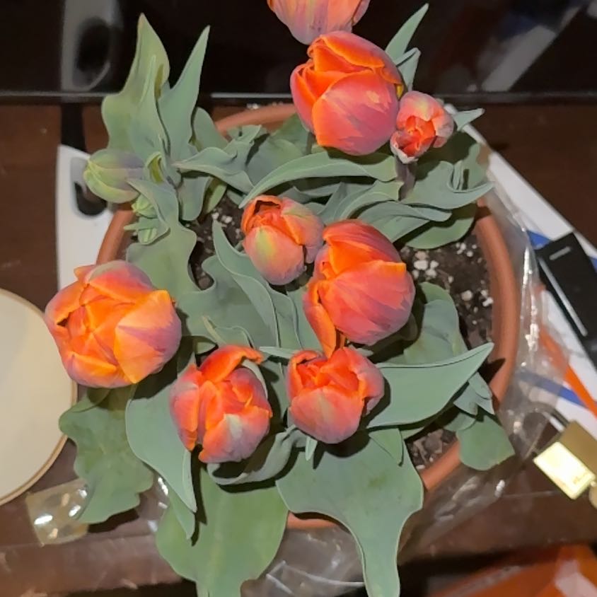 Photo of the plant species Princess Irene Tulip by @ZealfulCanna73 named Naomi on Greg, the plant care app