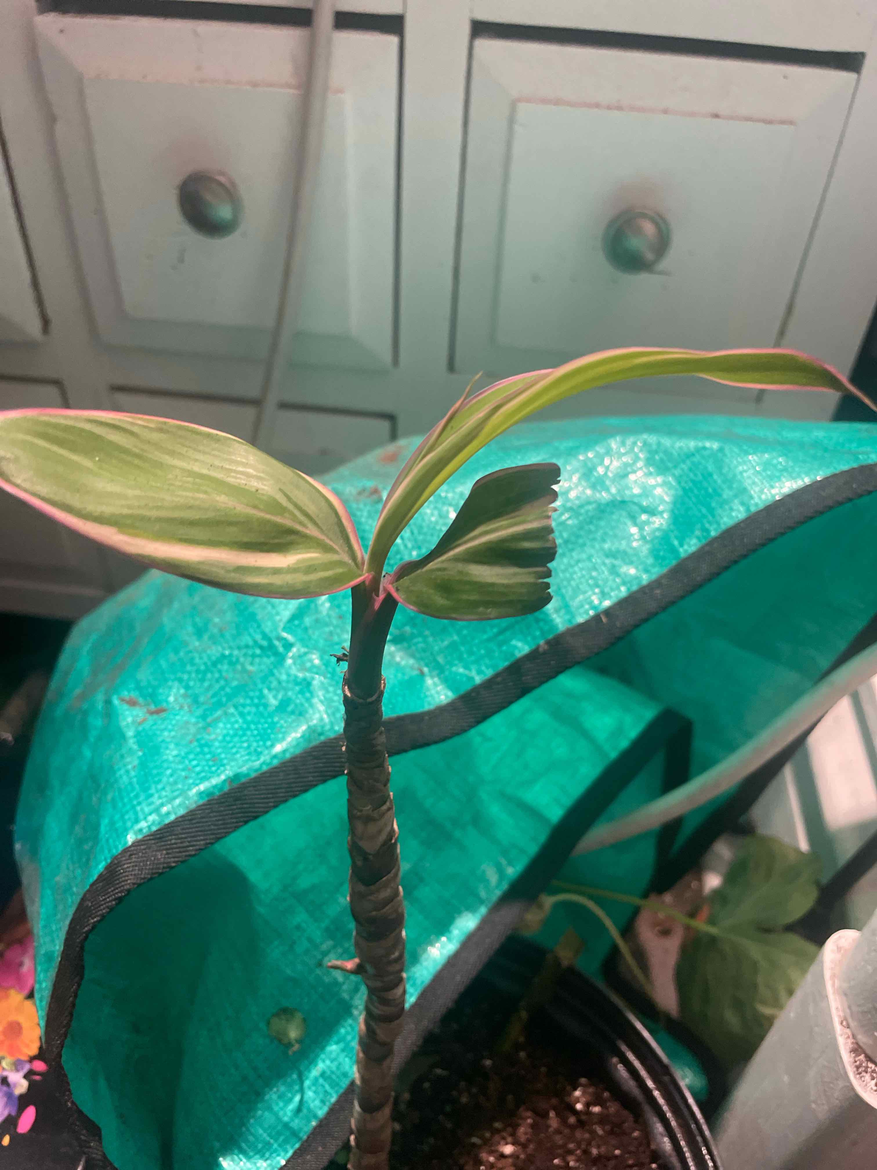 Ti Plant plant photo by @Moonvegitation named Hera on Greg, the plant care app.