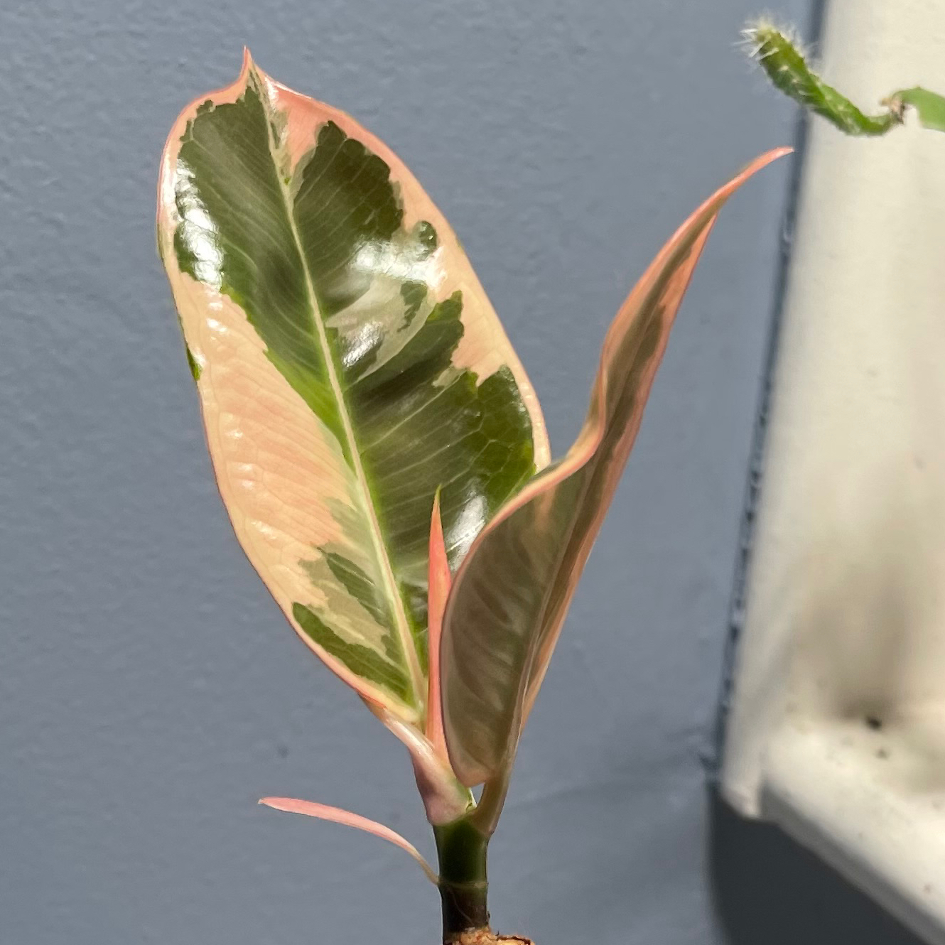 Close-up of a healthy Ficus Decora plant with variegated leaves.