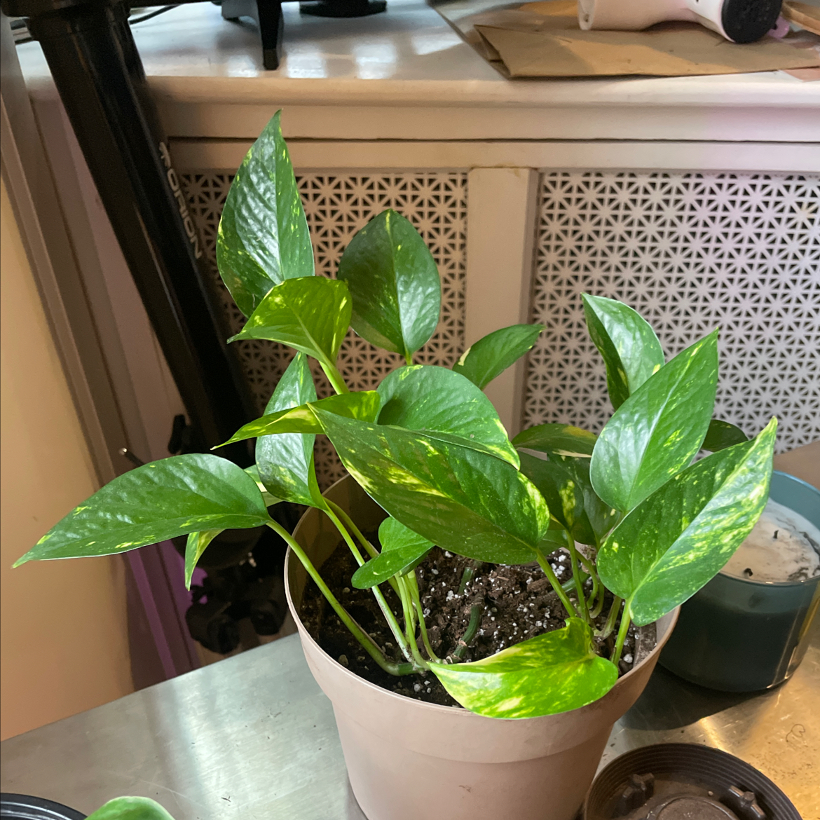 Taro Vine plant photo by @Moonvegitation named Constance on Greg, the plant care app.