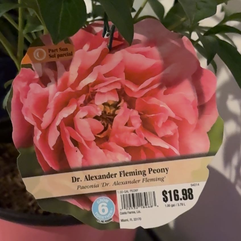 Photo of the plant species Dr. Alexander Fleming Peony by @FamedRedrose95 named Leonardo on Greg, the plant care app
