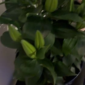 Photo of the plant species Lily 'Sunny Keys' by @FamedRedrose95 named Madonna on Greg, the plant care app