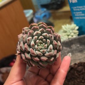 Photo of the plant species Echeveria 'Ruby Kissed' by @FunCapealoe26 named Hemingway on Greg, the plant care app