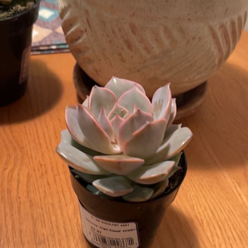 Photo of the plant species Echeveria 'Angel Kissed' by @FunCapealoe26 named Apollo on Greg, the plant care app