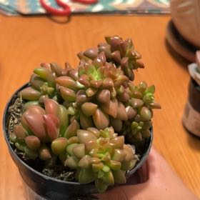 Photo of the plant species Sedum Shooting Star by @FunCapealoe26 named Surya on Greg, the plant care app