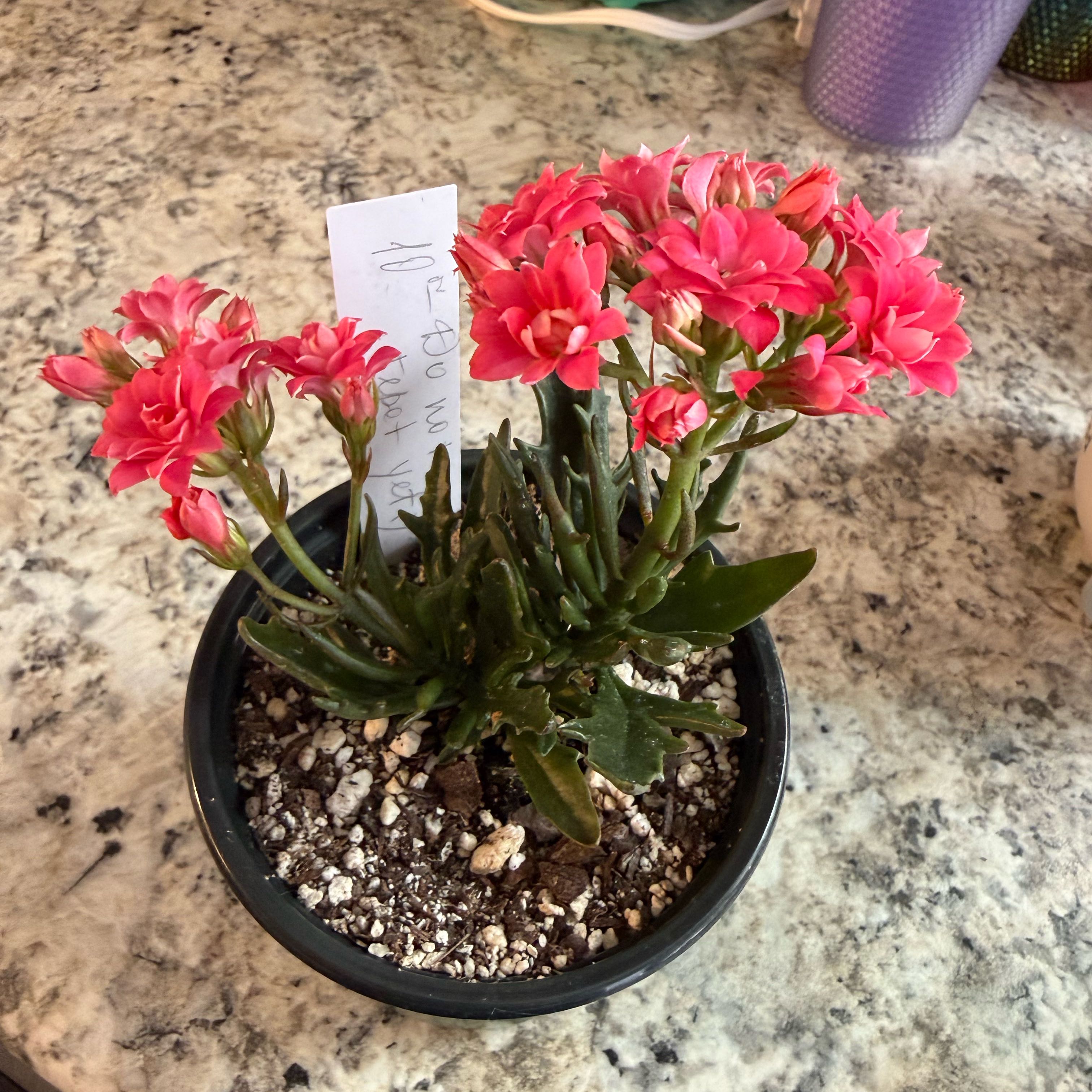 Photo of the plant species Kalanchoe Tarantula by @NotableBlinks9 named Sage on Greg, the plant care app