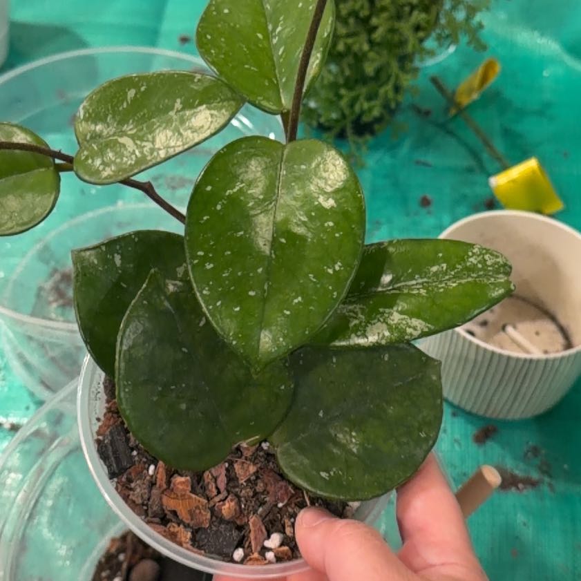 Photo of the plant species Carnosa Freckles Splash by @TryBetel72 named Freckled Splash Hoya on Greg, the plant care app
