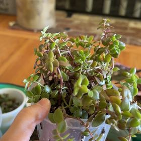 Photo of the plant species Crassula volkensii by @TryBetel72 named Tree Diddy on Greg, the plant care app