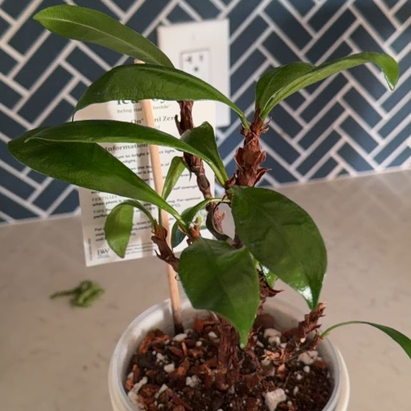 Photo of the plant species Cling-On Mini Zen by @TryBetel72 named Orwell on Greg, the plant care app