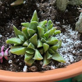 Photo of the plant species Varigated Tiger's Jaw by @TryBetel72 named Clooney on Greg, the plant care app