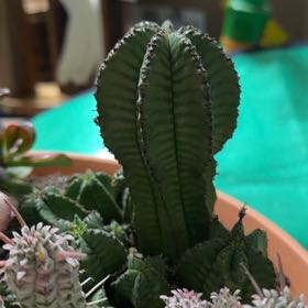 Photo of the plant species Euphorbia anoplia by @TryBetel72 named Harper on Greg, the plant care app