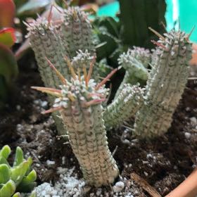 Photo of the plant species Variegated Corncob Cactus by @TryBetel72 named Zion on Greg, the plant care app