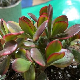Photo of the plant species Crassula obliqua 'Lemon 'n Lime' by @TryBetel72 named Homer on Greg, the plant care app