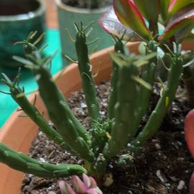Photo of the plant species Medusa's Head by @TryBetel72 named Cleopatra on Greg, the plant care app