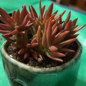Photo of the plant species Sedum Adolphi by @TryBetel72 named Hamilton on Greg, the plant care app