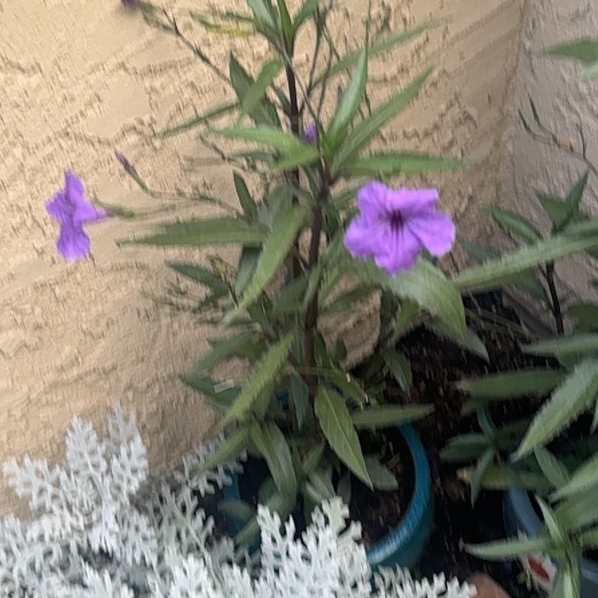 Photo of the plant species Tall Verbena by @VipSpicebush38 named Anne on Greg, the plant care app
