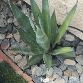Photo of the plant species False Aloe by @VipSpicebush38 named Drake on Greg, the plant care app
