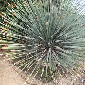 Photo of the plant species Desert Spoon by @VipSpicebush38 named Girlfrond on Greg, the plant care app