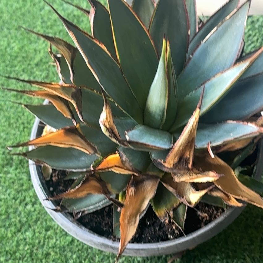 Photo of the plant species Coastal Agave by @VipSpicebush38 named Khaleesi on Greg, the plant care app