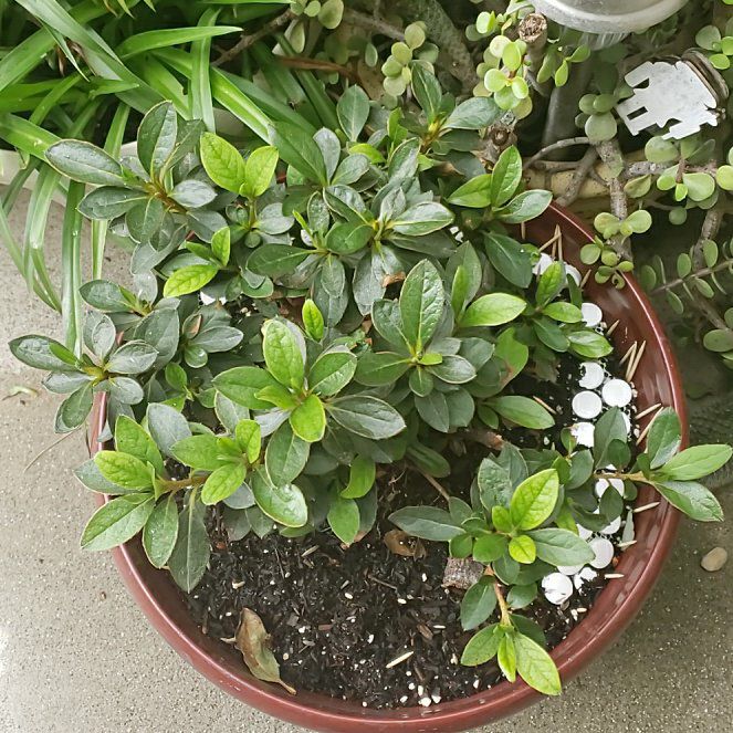 Photo of the plant species Azelea by @BigMizuna24 named Queen on Greg, the plant care app
