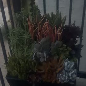 Photo of the plant species Succulent Garden by @JuicyBlackpea1 named Gerellio on Greg, the plant care app