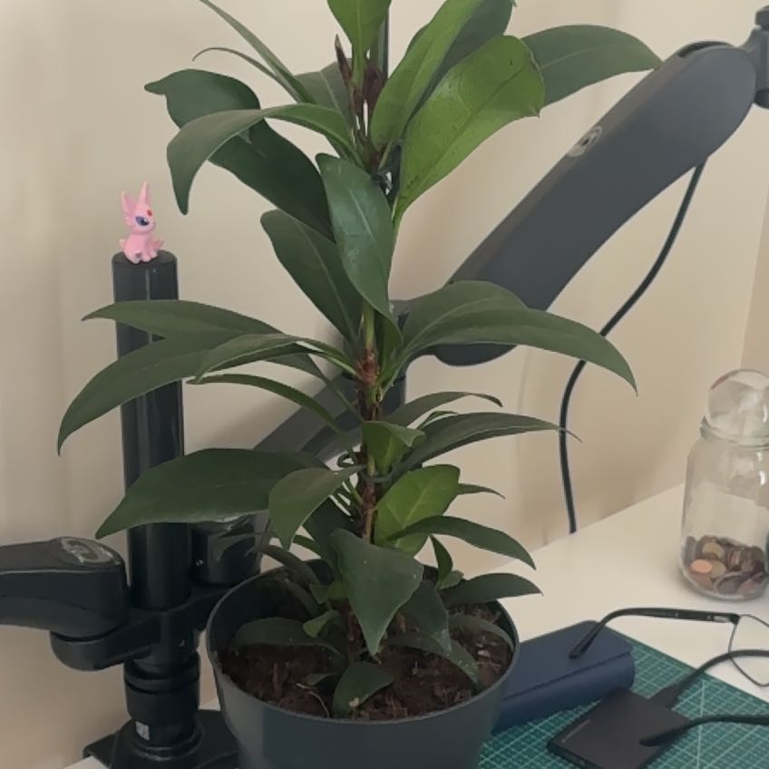 Photo of the plant species African Fig by @DarlingChisme55 named Hamburgo on Greg, the plant care app