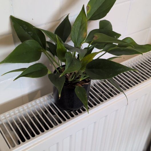 Photo of the plant species Flamingo Flower by @Moonlit named Flamingo on Greg, the plant care app