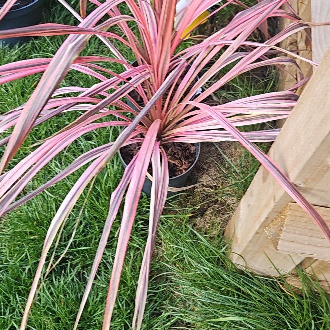 Photo of the plant species Cordyline fruticosa 'Pink Diamond' by @StarCowpoison54 named Gates on Greg, the plant care app