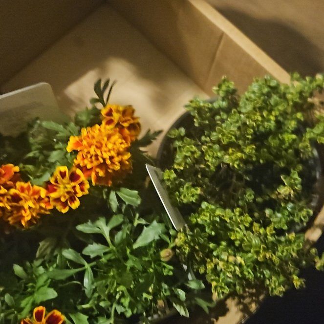 Photo of the plant species Variegated Thyme by @StarCowpoison54 named Orwell on Greg, the plant care app