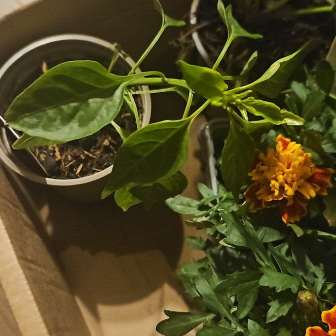 Photo of the plant species Cheyenne Chilli Pepper by @StarCowpoison54 named Sage on Greg, the plant care app