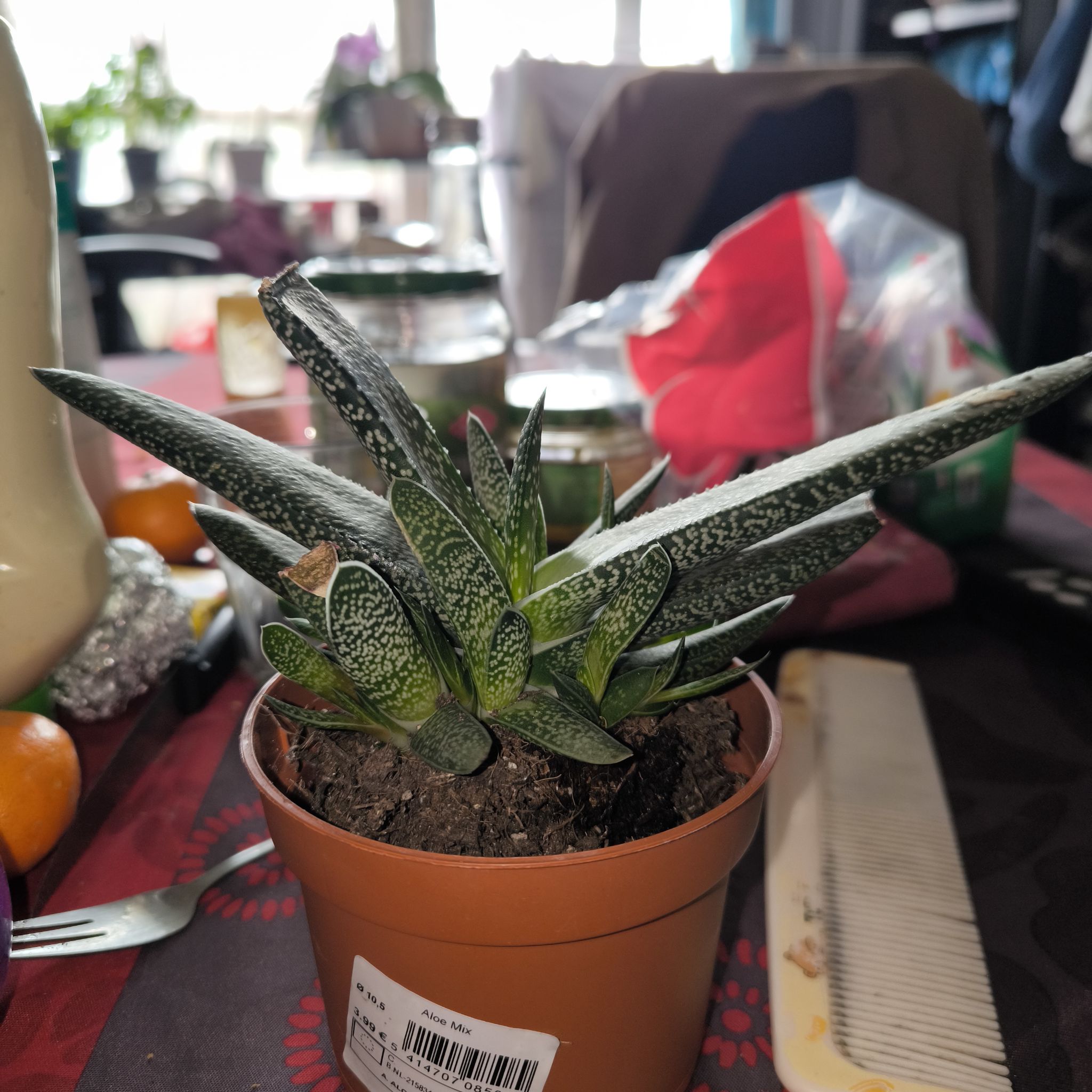 Photo of the plant species Gasteria verrucosa by @PureNoni74 named Bumble on Greg, the plant care app