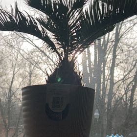 Photo of the plant species Nikau Palm by @MellowSuncup43 named Ronaldo on Greg, the plant care app
